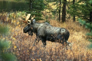 Moose in Cucumber Gulch
