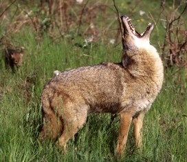Coyote howling