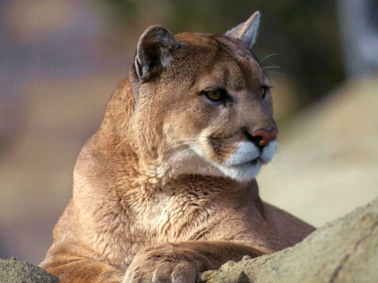 Mountain Lion
